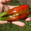 Thumbnail: Here is the Bell of Lebanon Pepper, Capsicum annuum, Scoville units: 100 ~ 1,000 SHU. The Bell of Lebanon Pepper originates f
