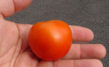 Money Maker Tomato (6).JPG