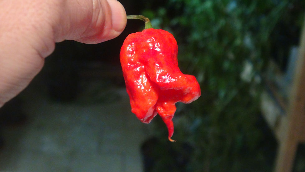 Here is the Zing Pepper, Capsicum chinense, Scoville units: 1,500,000 to 2,000,000 SHU. The Zing Pepper originates from Michi