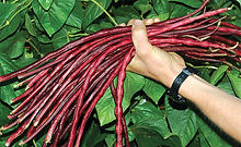 Here is the Red Noodle Yard Long Bean, Vigna sesquipedalis. This bean grows 3 feet long and has a nice pink red color! It is called Red Noodle Yard Long Bean because it looks like a noodle and is quite long. This bean is not the kind of bean you can eat raw but some say you can. The beans develop fast as it grows in length for a bean this size! They are good producers and are very hardy plants. This variety is best grown buy its self and not with other beans as they need all the sunlight they can get. Vines can get to over 20 feet long and love to climb fences. They make a great drying bean and go good in soups! Open pollinated 65 days.