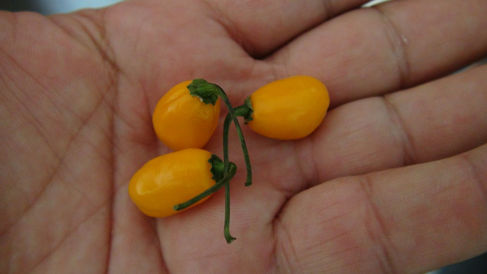 Thumbnail: Here is the Olho De Peixe Pepper, Capsicum chinense, Scoville units: 100,000 ~ 250,000 SHU. It is also known as Fisheye chili
