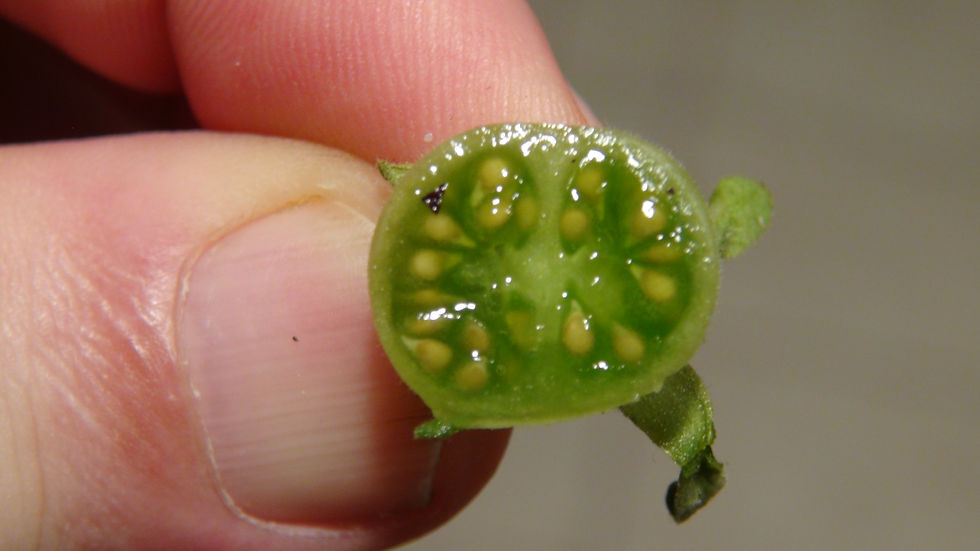 Here is the LA1272 Wild Tomato Solanum pennellii Type 1 PI 365970 . This tomato originates from Peru and was collected by Ric