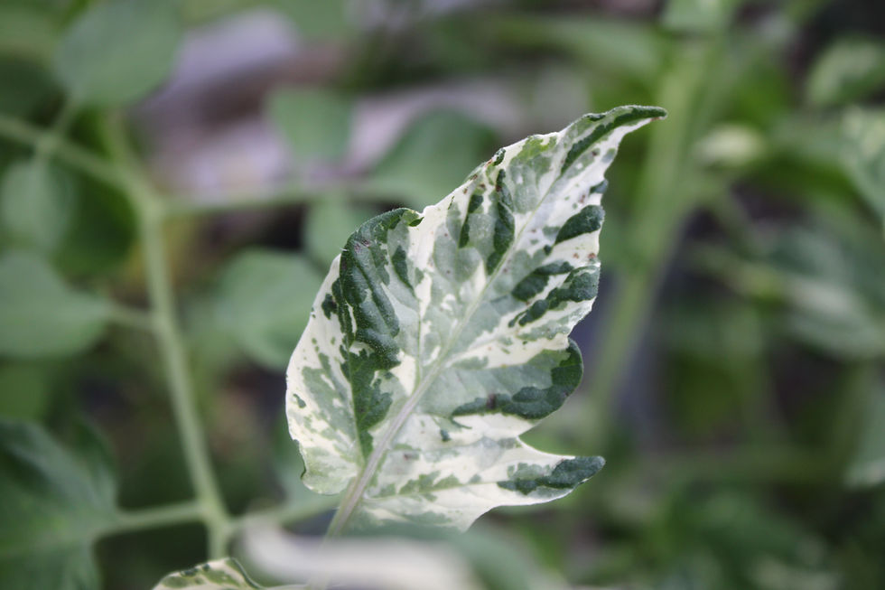 Here is the Potatoleaf Variegated Cherry Tomato, Solanum lycopersicum. This heirloom tomato originates from USA and developed