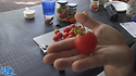 Glacier tomato