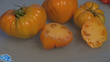 Here is the Orange German Strawberry Tomato, Solanum lycopersicum, new for 2018. This regular-leaf strawberry tomato is a golden variety where as most are pink or red. Some may call this type of tomato a ox heart tomato, we found this variety to come true every year from seed. It is a good producer an found this tomato variety to be very hardy and resistant to most blights. The fruits do vary in size an shape and can reach 3.5" across and 3 to a bract. Great for making sauces or eating fresh in salads, open pollinated 75 days. Click HERE for more info on tomatoes. HRSeeds