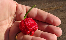 7 Pot Original Red Pepper