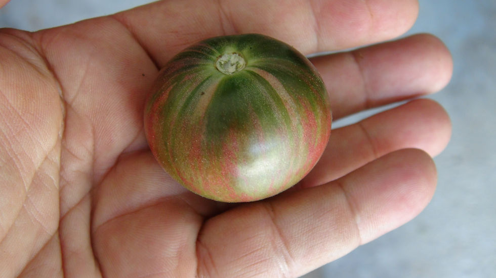 Thumbnail: Here is the Moonlight Mile Variegated Tomato, Solanum lycopersicum. This tomato originates from the USA. It is a cross betwee