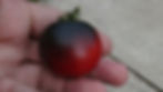 Thumbnail: Here is the Dwarf Thunder Tomato, Solanum lycopersicum. This tomato originates from Australia. We don't know anything about t