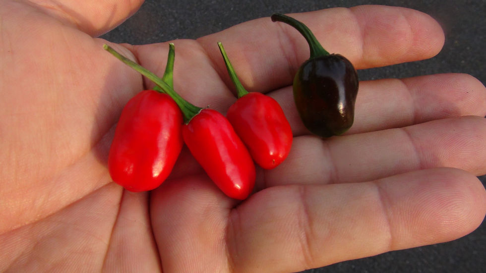 Thumbnail: Here is the Kathumby Red Pepper (HR), Capsicum annuum, Scoville units: 80,000 to 400,000 SHU. This peppers originates from ou