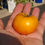 Thumbnail: Here is the Delta Diver Yellow Tomato, Solanum lycopersicum. This Dwarf variety of tomato originates from the USA and was cre