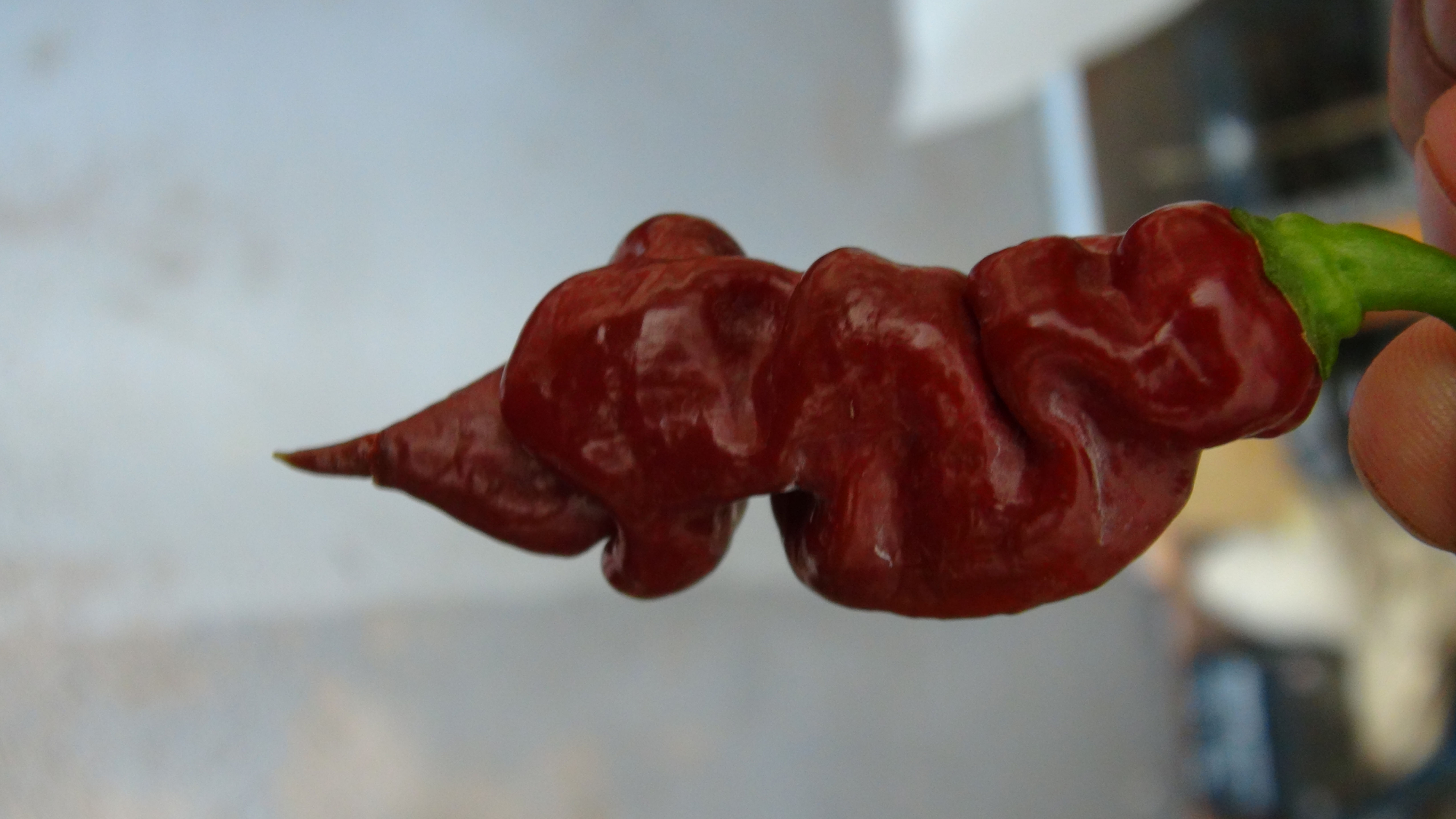 Here is the Trinidad Viper Brown Pepper, Capsicum chinense, Scoville units: 875,000 to 1,100,000 SHU. The Trinidad Viper Brow