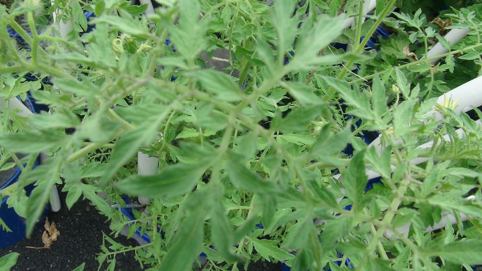 Thumbnail: Here is the Spike Tomato, Solanum lycopersicum. This compact tomato originates from USA. It was created by Fred Hempel. These