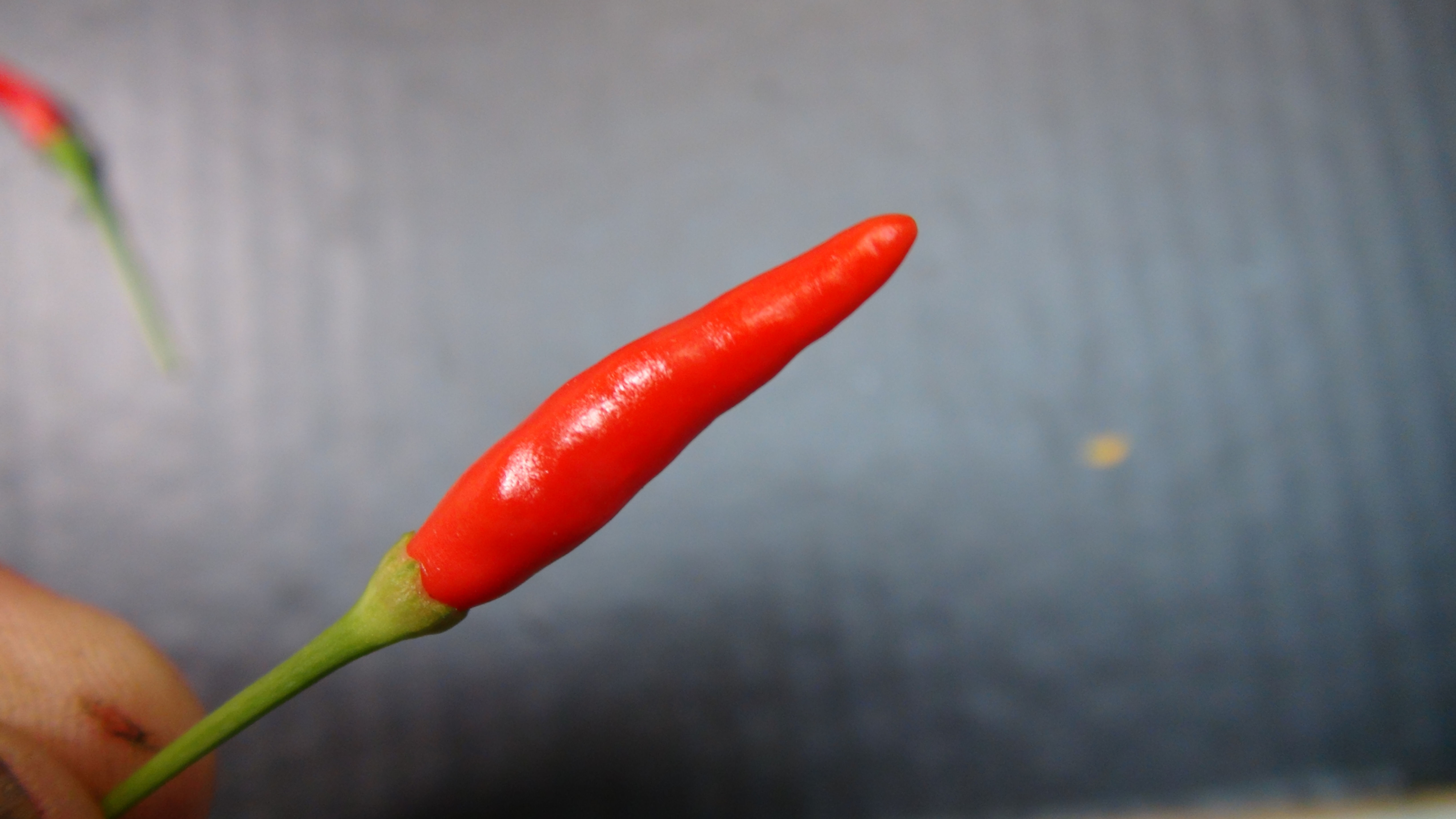 Here is the Thai Hot Orange Red Pepper, Capsicum annuum, Scoville units: 100,000+ SHU. This is a red variant that comes out o