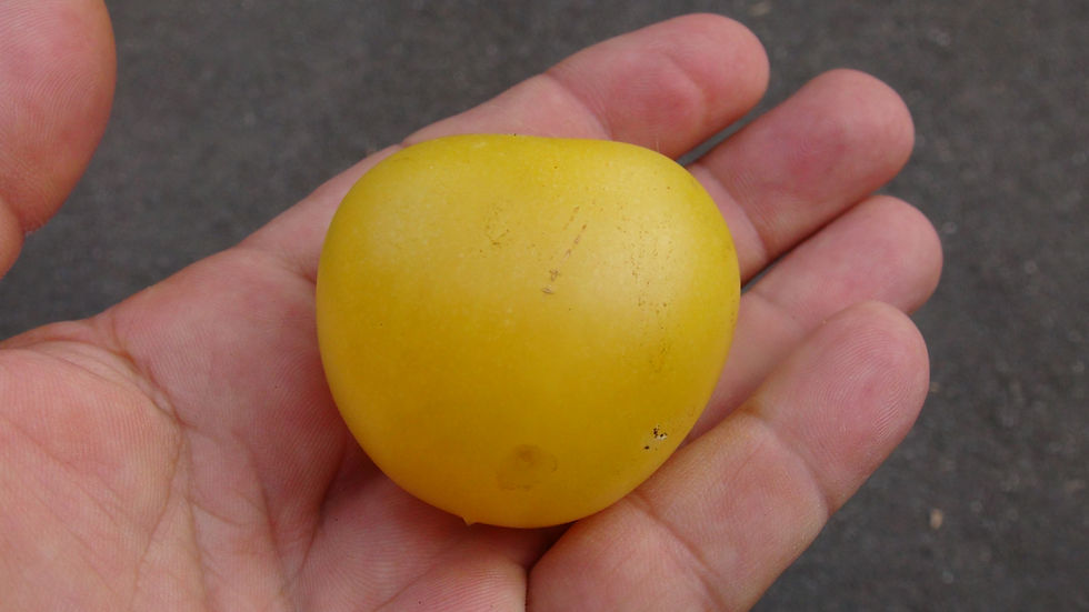Thumbnail: Here is the Dwarf Barossa Moon Tomato , Solanum lycopersicum. This tomato originates from the USA and was created by Ray Sout