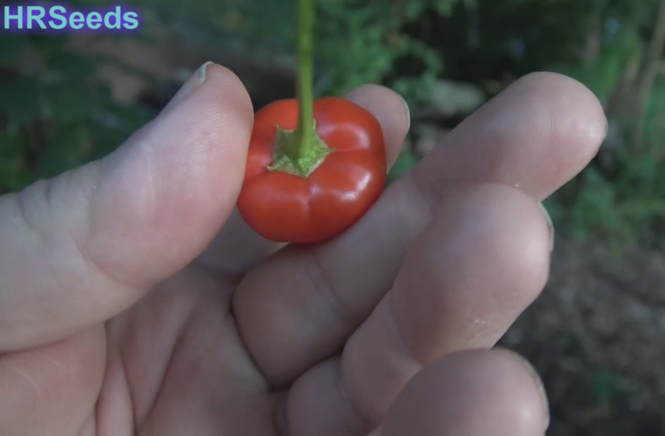Thumbnail: Here is the Peito de Moca Pepper, Capsicum baccatum, Scoville units: 10,000 ~ 50,000 SHU. This pepper originates from Brazil
