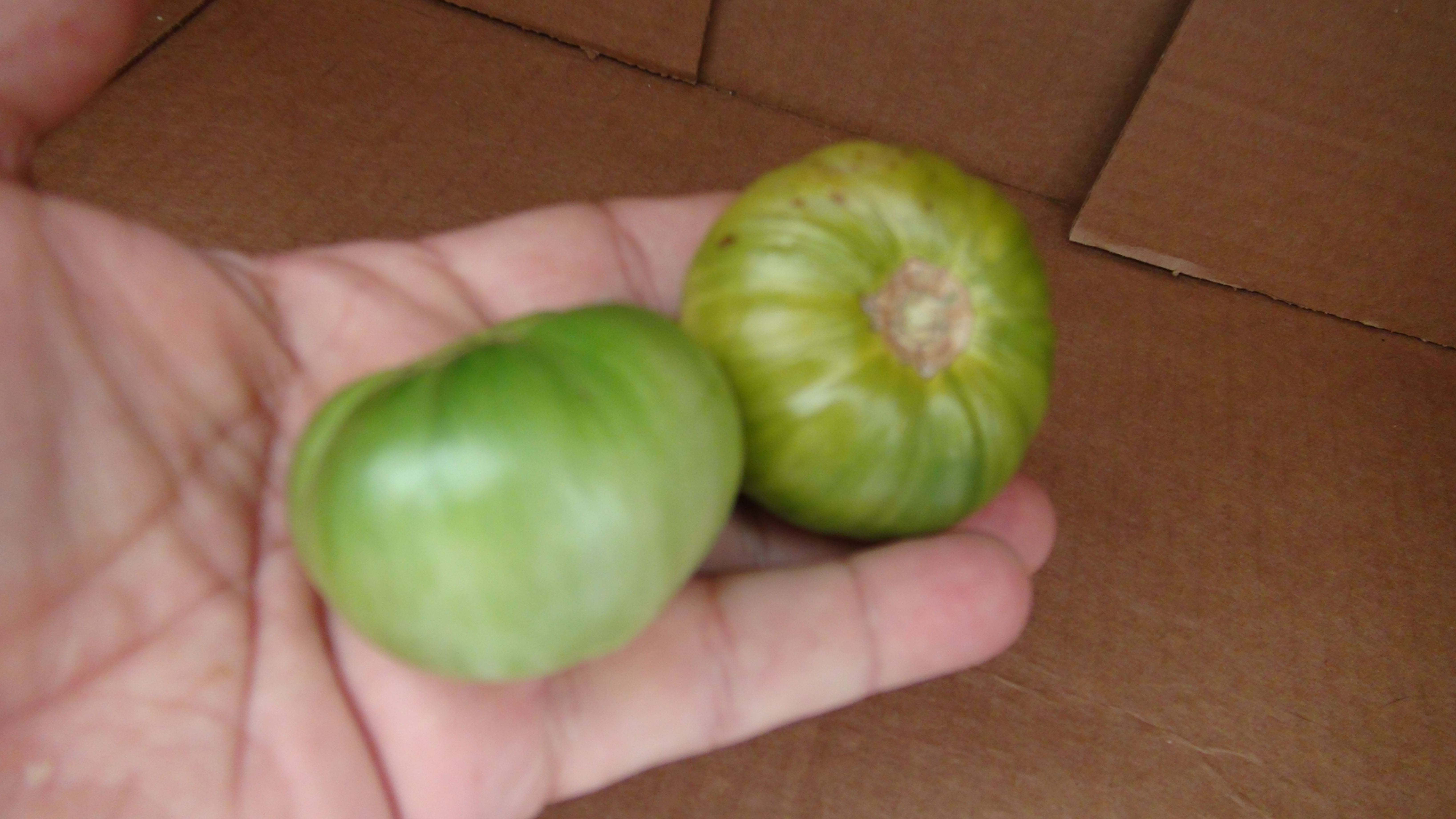 Here is the Zebra Rita Tomato, Solanum lycopersicum. This tomato originates from Everett, Washington, USA and created by Tom