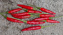 Here is the Poinsettia Pepper, Capsicum annuum, Scoville units: 5,000 to 30,000 SHU. This pepper plant is a heavy producer and has upright clusters of finger like pods an goes from lime green to orange to red! Some say its a dwarf ornamental but we found under the right conditions they can reach 4 feet tall! They make a great landscape ornamental plant and will fit in any arrangement. They also make a great house plant and winter over real well in 2 quart pots. These peppers make a great powder or flake an dry with in a few days. Open Pollinated, 60 to 75 days from transplant.