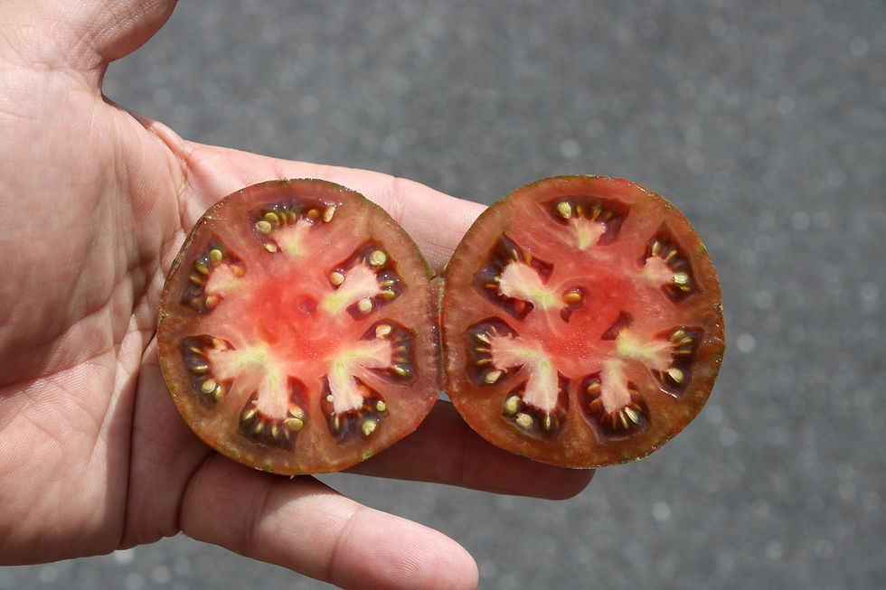 The Chocolate stripes tomato, Solanum lycopersicum, Is an indeterminate, regular-leaf tomato. It is one of the nicest striped