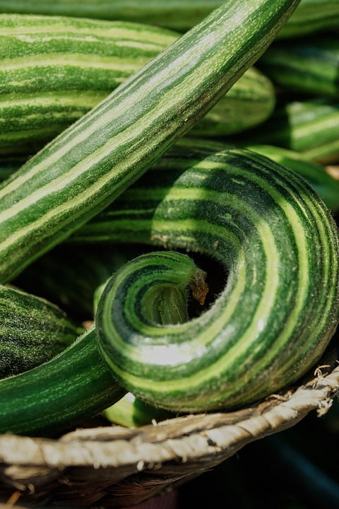 Here is the Painted Serpent Cucumber, Cucumis melo var. flexuosus. Also known as the Painted Metki Serpent Melon. It looks ju