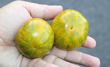 Lucinda Tomato, Solanum lycopersicum, HRSeeds