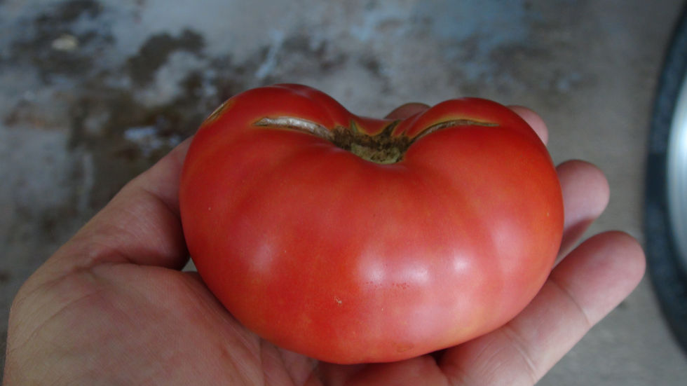 Thumbnail: Here is the Coorong Pink Tomato, Solanum lycopersicum. This dwarf variety of tomato originates from Australia and was created