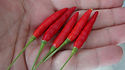 Here is the Poinsettia Pepper, Capsicum annuum, Scoville units: 5,000 to 30,000 SHU. This pepper plant is a heavy producer and has upright clusters of finger like pods an goes from lime green to orange to red! Some say its a dwarf ornamental but we found under the right conditions they can reach 4 feet tall! They make a great landscape ornamental plant and will fit in any arrangement. They also make a great house plant and winter over real well in 2 quart pots. These peppers make a great powder or flake an dry with in a few days. Open Pollinated, 60 to 75 days from transplant.