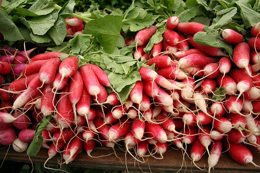 Thumbnail: French Breakfast Radish