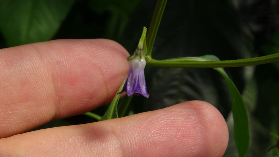 Thumbnail: Here is the Ulupica USDA Pepper, Capsicum Cardenasii, Scoville units: 20,000 to 30,000 +/- SHU. The Ulupica USDA Pepper origi