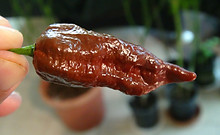 Here is the Leviathan Chocolate Pepper, Capsicum chinense, Scoville units: 1,000,000 to 1,500,000 SHU. The Leviathan Chocolate Pepper originates from the USA. It has a brown bumpy skin with pods getting to 3.25 inches long and go from green to brown when fully ripe and is known for its striking burn. Plants can get to 3.5 feet tall and tend to be a heavy producer in full sun. We found this to be very easy to grow in northern climates. Usually fruits first year and you can over winter in pots. If pruned, plants can live for many years in pots and tend to stay around 26 tall and ornate. A must grow for any collector! Open pollinated, mid to late season, brown, perennial, medium to advanced grow, 96 to 130+ days to overwinter for many years. LOT#5 SEC2B TAG# 172-2022