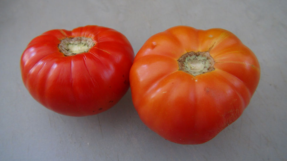 Here is the Astrakhanskie Tomato, Solanum lycopersicum. This heirloom tomato originates from Astrakhan, formerly Khadzhi-Tark