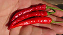 Here is the Corno di Capra Pepper, Capsicum annuum, Scoville units: 1,000 ~ 10,000 SHU. This pepper originates from the Lucania and Campania regions of Italy and is widely used across the country. There seems to be 2 variations of this pepper one being sweet and the other having some heat. This listing is for the one with heat. They can get as long as 3.5 inches long and have a very rich hot peppery flavor. Plants are short and compact getting to 2 feet tall and producing dozens of fruits per plant! Can be eaten green or red works great for any frying dish or pickling and even be dried. We found these to be best when eaten green in their early stages when seeds are still soft. Open Pollinated, 75 days from transplanting.
