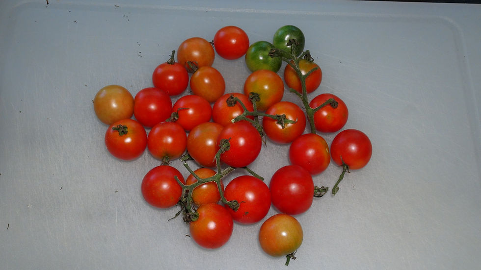 Thumbnail: Here is the Large Red Cherry Tomato 25 Cent addition, Solanum lycopersicum. The tomato originated from our gardens in New Jer