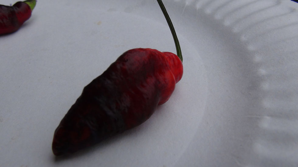 Thumbnail: Mojo blackie Pepper