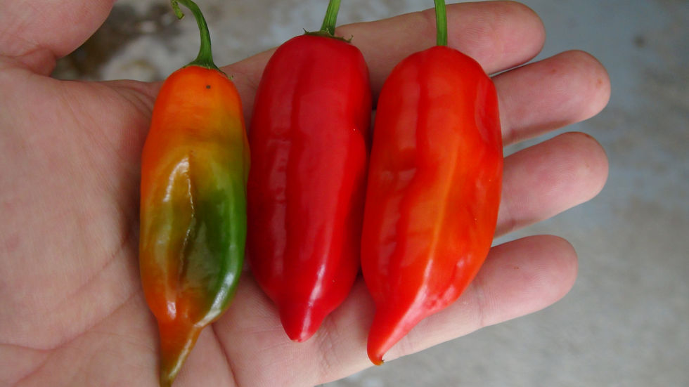 Here is the Aji Verde Pepper, PI 290983, Capsicum baccatum Var. Pendulum, Scoville units: 1,000 ~ 8,000 SHU. This pepper orig
