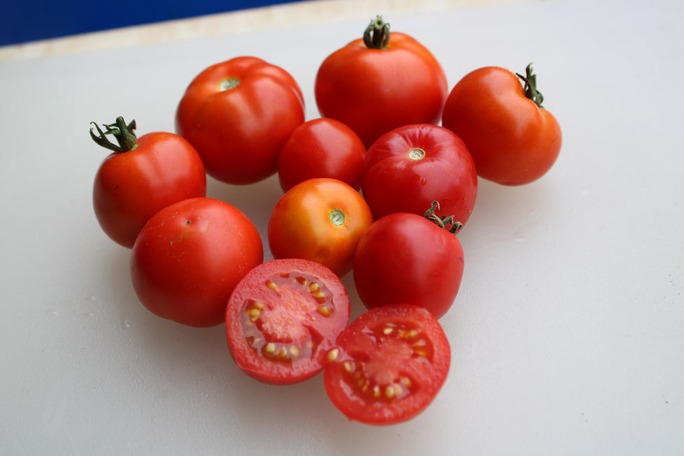 Here is the Puck Tomato, Solanum lycopersicum. This tomato originates from USA an was first offered by Gleckler Seeds Company