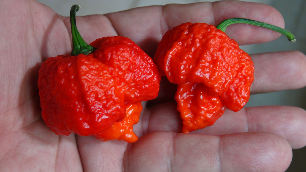Thumbnail: Here is the Primo Lucifer Pepper, Capsicum chinense, Scoville units: 1,100,000 to 1,800,000 SHU. The Primo Lucifer Pepper ori
