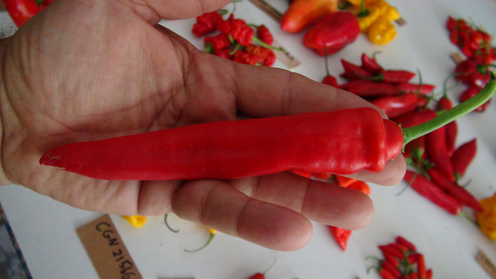 Thumbnail: Here is the Corno di Toro Pepper, Capsicum annuum, Scoville units: 000 to 500 SHU. The Corno di Toro Pepper originates from I