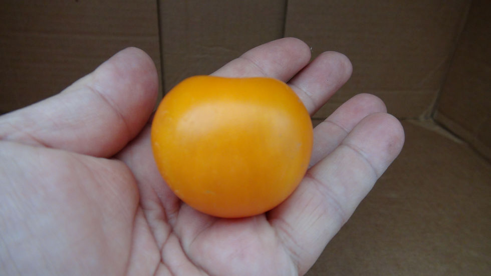 Thumbnail: Here is the Pink Grapefruit Tomato, Solanum lycopersicum. This tomatoes origins are unknown. The Pink Grapefruit Tomato is a