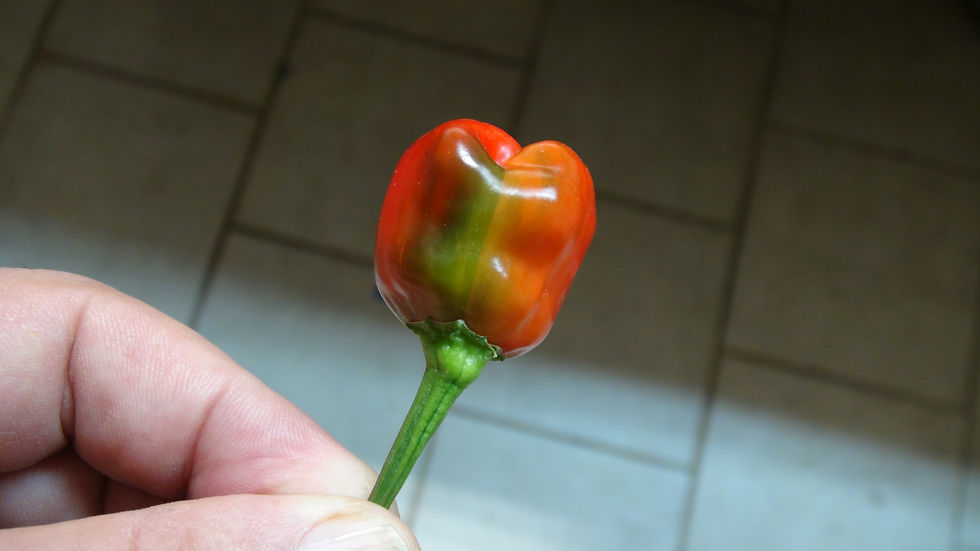 Thumbnail: Here is the Scarlett's Chili Variegated Pepper, Capsicum annuum, Scoville units: 5,000 to 10,000 SHU. The Scarlett's Chili Va