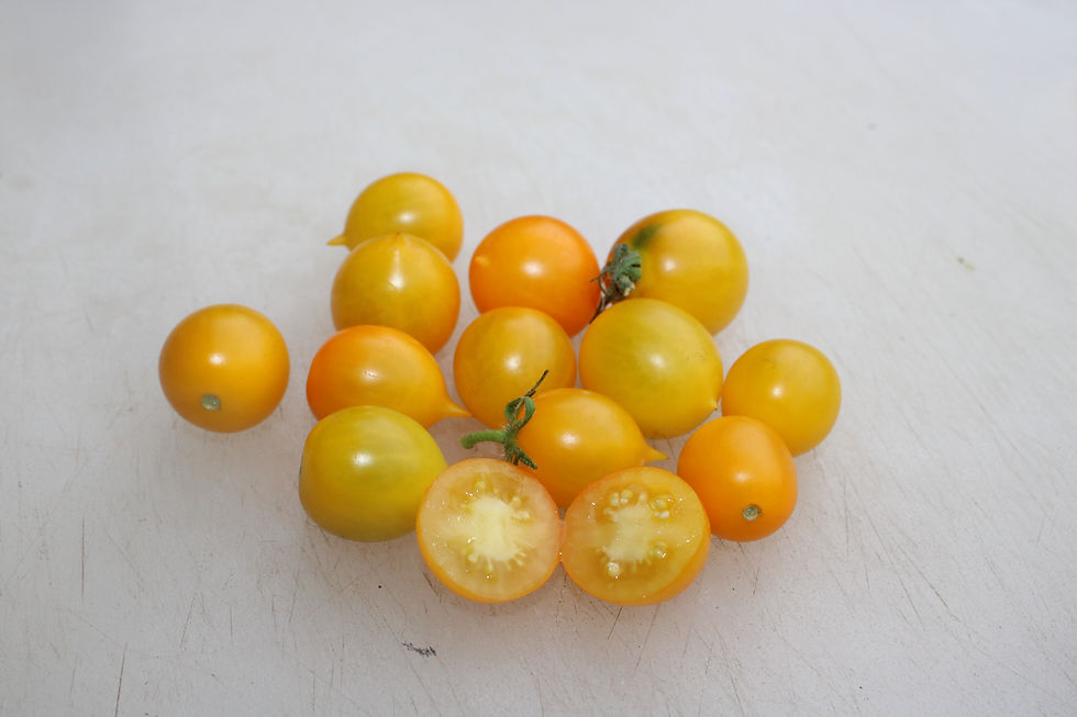 Here is the GG's Glory Micro Dwarf Tomato, Solanum lycopersicum. This tomato is said to originates from USA and wasbred by He