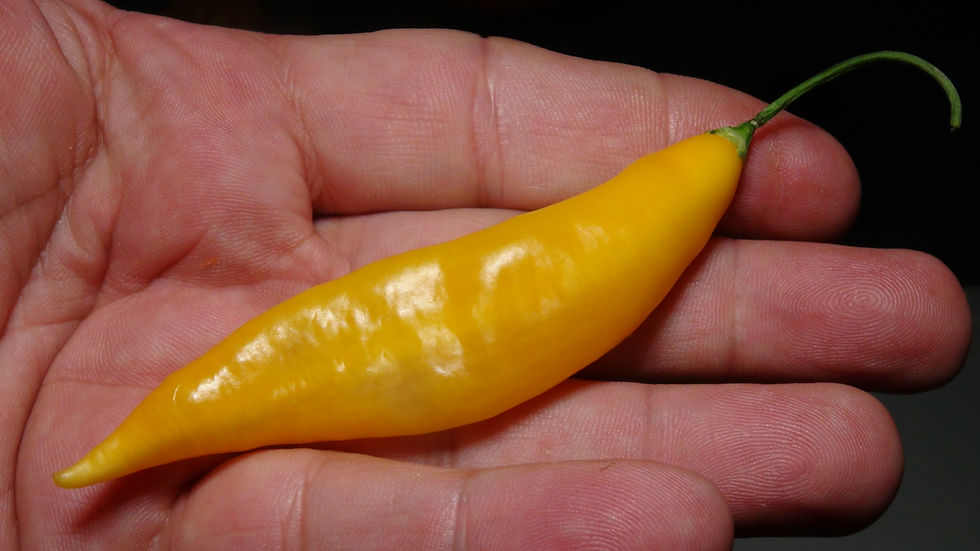 Thumbnail: Here is the Aji Challuaruro Amarillo Pepper, Capsicum baccatum var. pendulum, Scoville units: 500 to 2,000 SHU. This wild pep