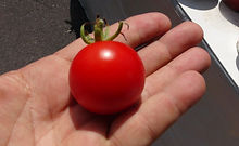 Dwarf Linda Tomato, Solanum lycopersicum HRSeeds