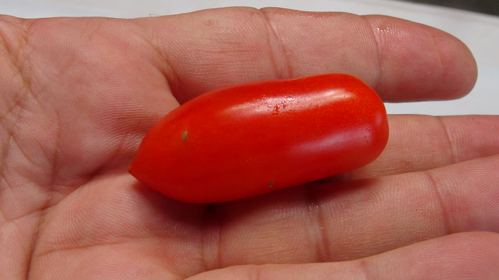 Thumbnail: Here is the Mini San Marzano Tomato, Solanum lycopersicum, new for 2020. This regular-leaf grape sized tomato is a commercial