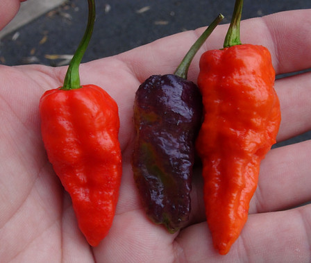 Here is the Blue Ghost Pepper, Capsicum chinense, Scoville units: around 1,000,000 SHU. This pepper variety originated from Italy and sourced from mojo peppers. This cross was made with a Peach Ghost Jami flower using pollen from a Yaki Blue fawn and Mojo Blackie. Plants have dark stems and pods that ripen from green-purple to red. This is the original phenotype of the blue ghost. The pepper plant in this video is about 1 year old already! Plants can get to 4 feet tall and really spread out a lot. Very heavy producer with pods at 3 inches long. One plant can produce dozens of peppers. Open pollinated, 90 days.