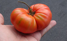 Here is the Henderson's Pink Ponderosa Tomato, Solanum lycopersicum was Introduced by the Henderson Seed Company in 1891. This is a very unique tomato in a few ways. The tomato is a regular leaf, low acid heavy producing tomato variety. It has a true pink color with a nice balance of sweet and tangy flavor which makes 1 to 2 pound fruits. A good northern climate tomato variety Indeterminate. Open pollinated 85-90 days.