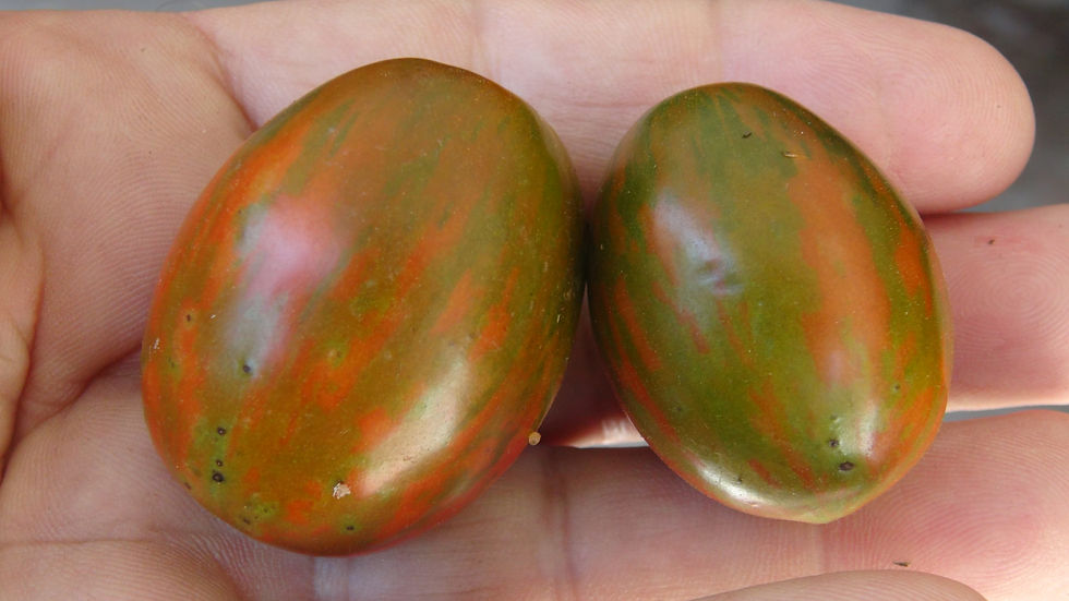 Here is the Indigo Pear Tiger Tomato, Solanum lycopersicum. This tomato originates from our gardens here in Hazleton, USA and