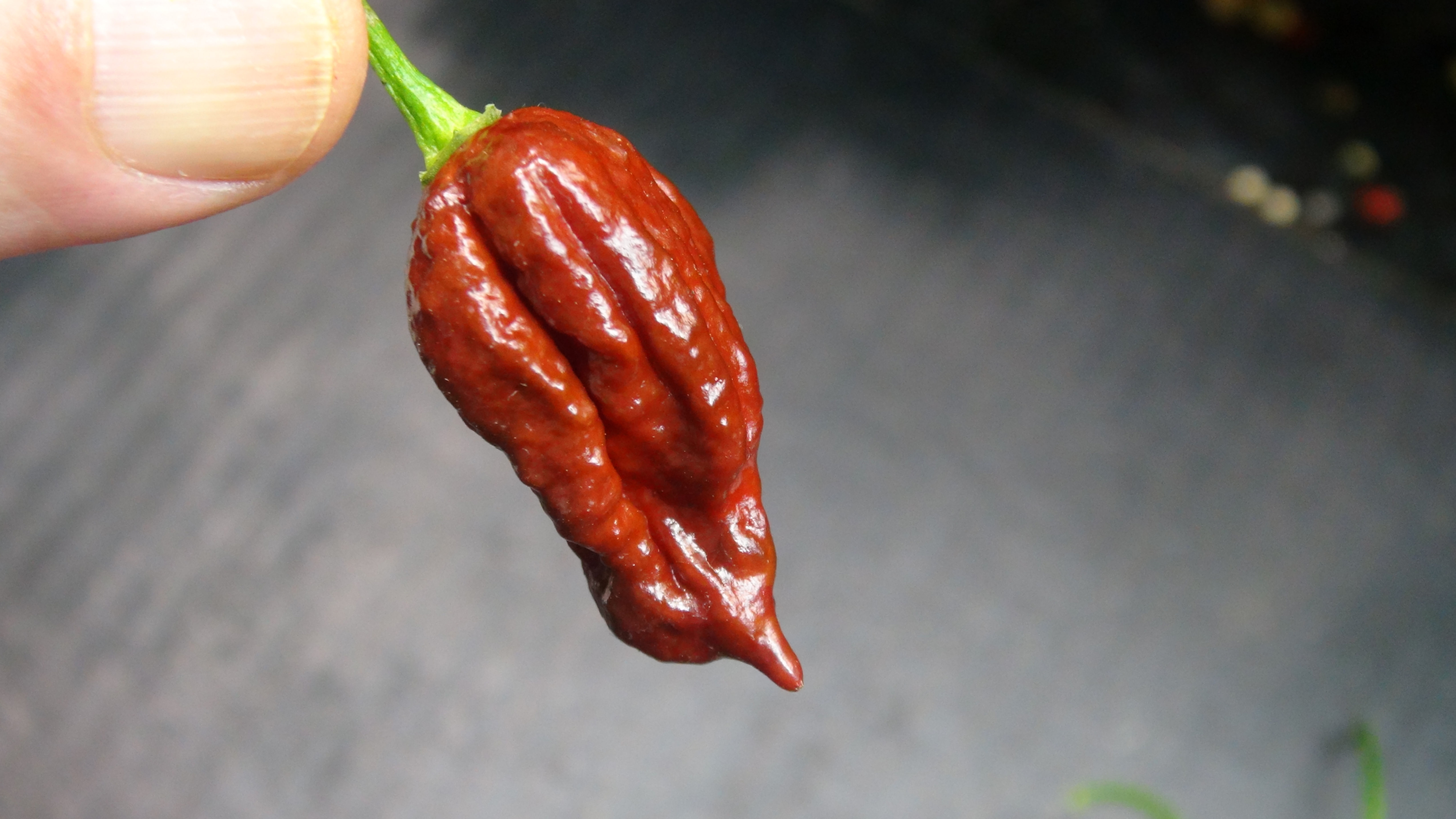 Here is the Chocolate Carolina Reaper Pepper, Capsicum chinense, Scoville units: 1,500,000 to 1,900,000+ SHU. The Chocolate C