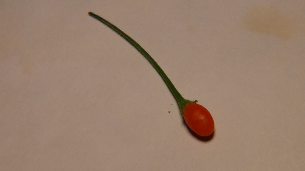 Thumbnail: Here is the CAP 1141 Pepper, Capsicum Praetermissum, Scoville units: 400 to 1,200 SHU. This rare and unusual pepper originate