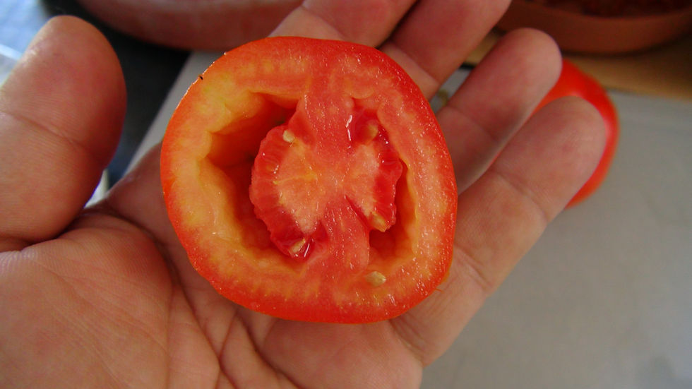 Thumbnail: Here is the Federle Tomato, Solanum lycopersicum. This tomato originates from West Virginia USA an was introduced to Seed Sav