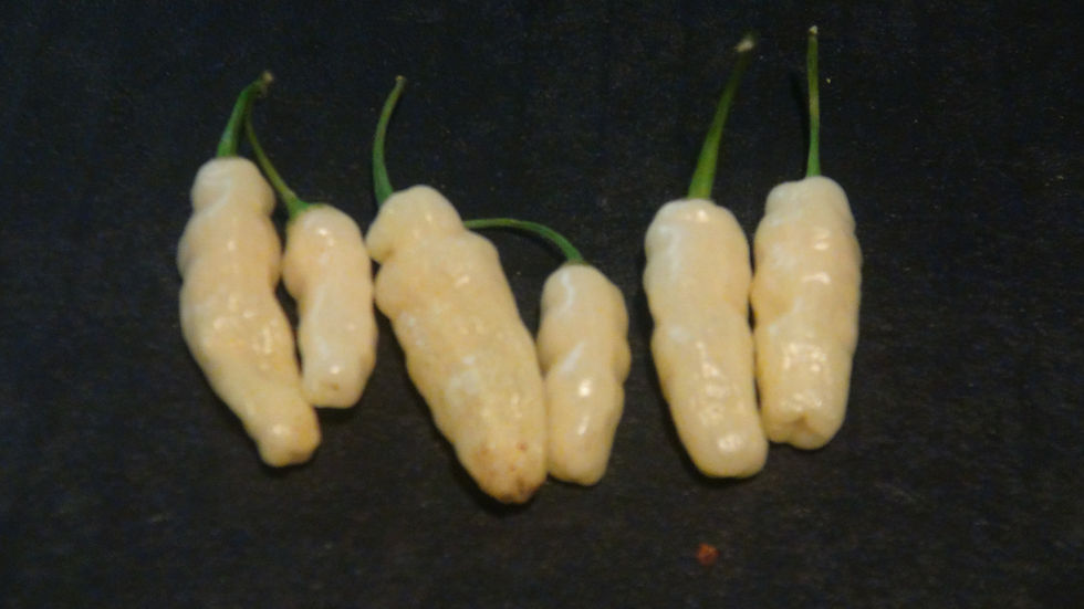 Thumbnail: Here is the Cream Wasp Pepper, Capsicum Chinense, Scoville units: 10,000 to 15,000 SHU. This caterpillar type pepper originat